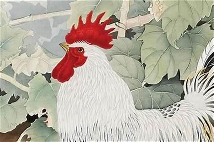 属鸡—全年运程