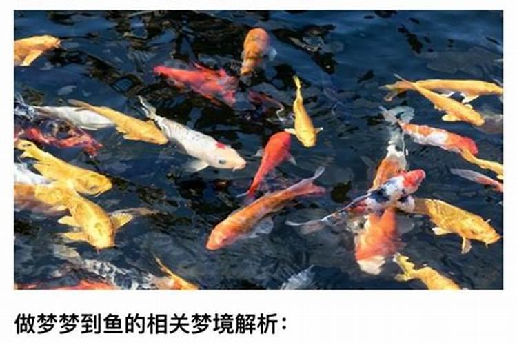 梦见老公抓鱼是什么意思