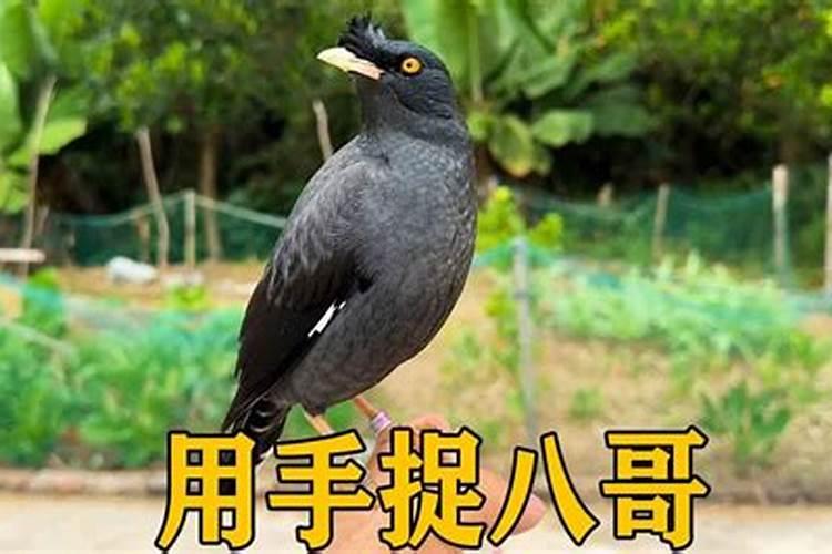 梦见很多八哥鸟