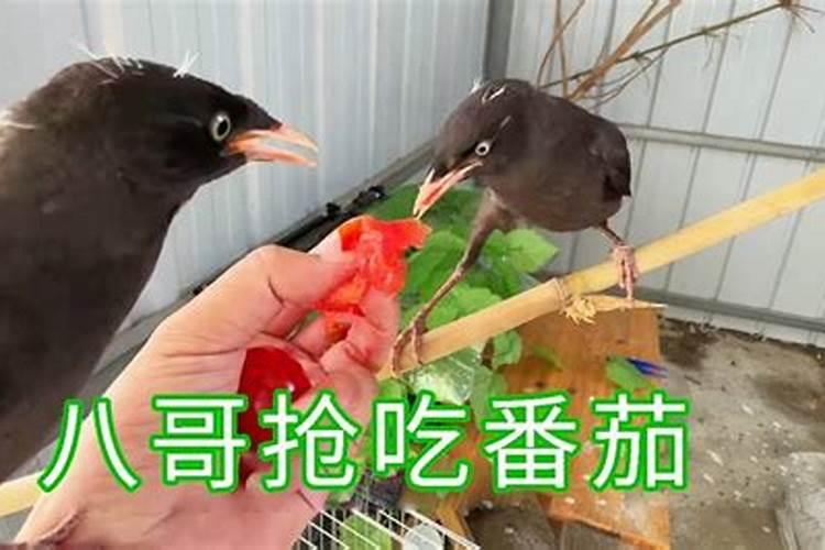 梦见八哥飞走又抓回来的预兆
