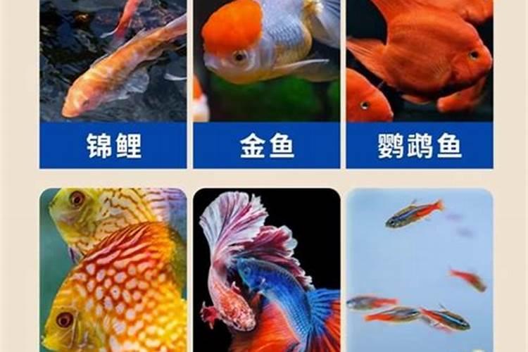 春节前西安霸桥集还有哪天？