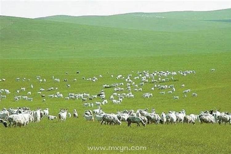 梦见羊群是什么意思 梦见羊群解梦