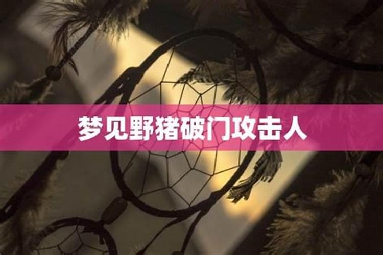 梦见野猪是什么预兆