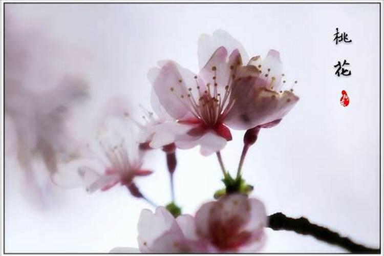 斩桃花是永久还是暂时