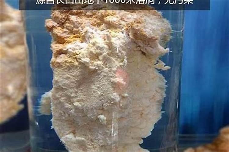 养太岁最新方法 养太岁的方法介绍