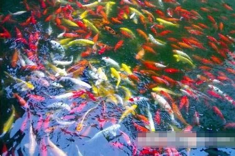 梦见红鲤鱼是什么寓意