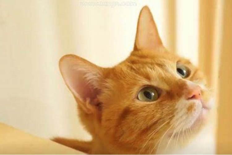 梦见自己杀死猫还流血的预兆