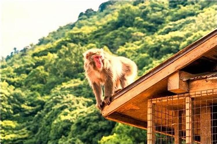 梦见几匹马是什么意思？