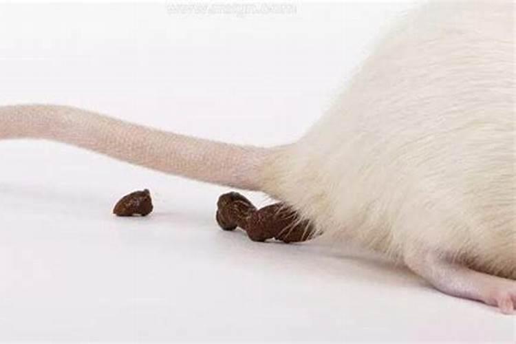 梦见老鼠屎很多是什么意思？