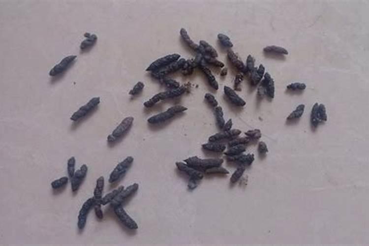 女人梦见好多老鼠屎 有什么说法
