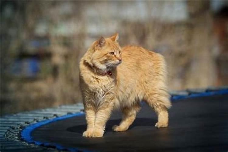 梦见好多猫进家里是什么预兆