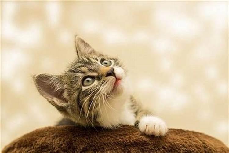梦见好多猫来我家的预兆