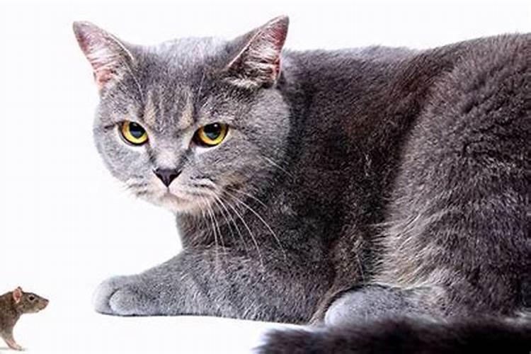 梦见被猫和老鼠咬的预兆