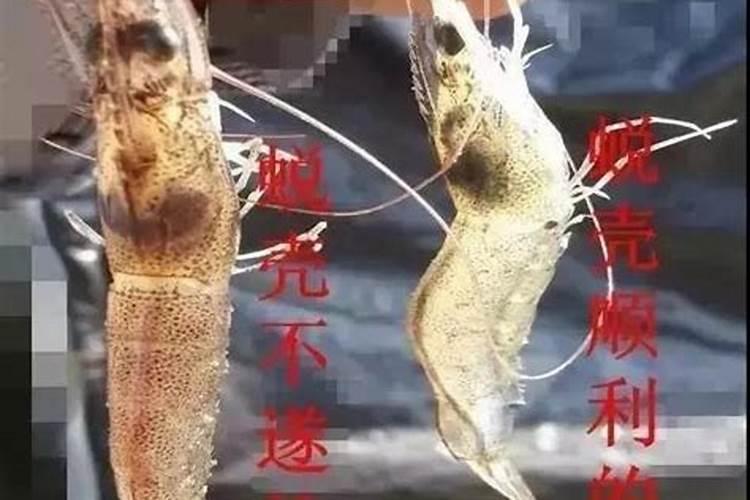 虾为什么会脱壳