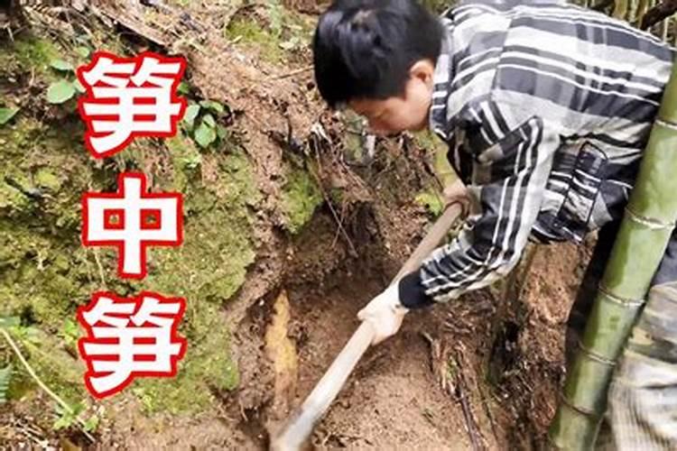 梦见挖笋是什么意思