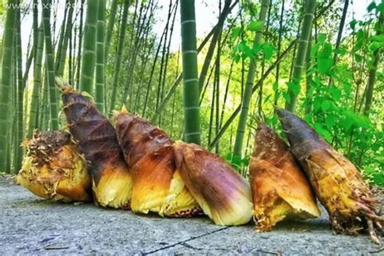 梦见挖笋是什么意思