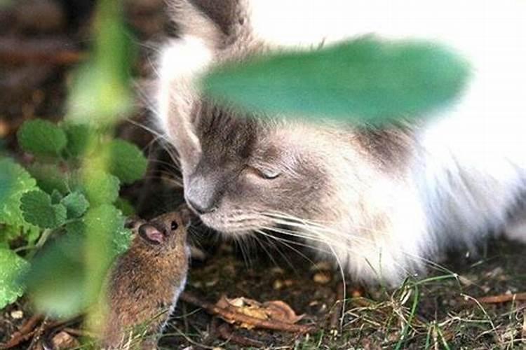梦见死猫死老鼠是什么意思