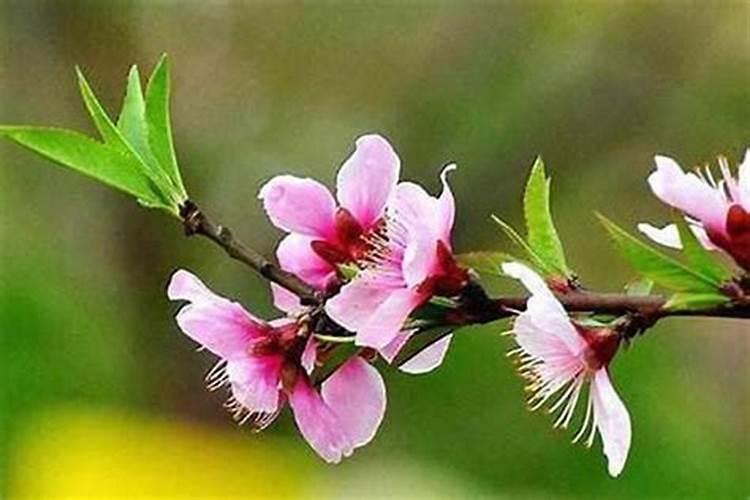 斩桃花是什么意思