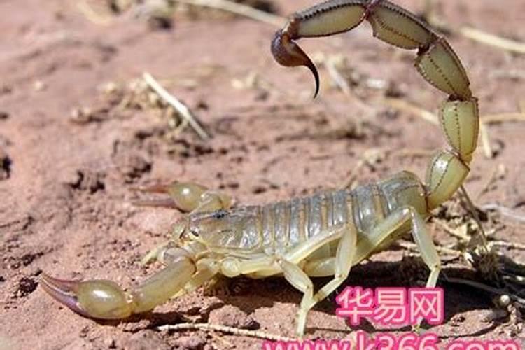 梦见把蝎子踩死的预兆
