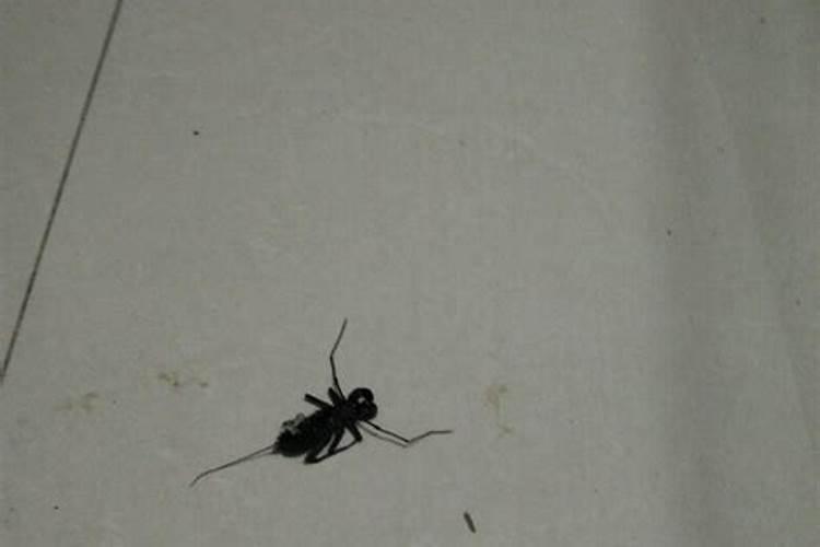 梦见踩死蝎子