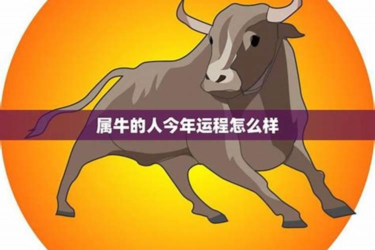 2024年属牛的人运势 2024属牛年运势及运程