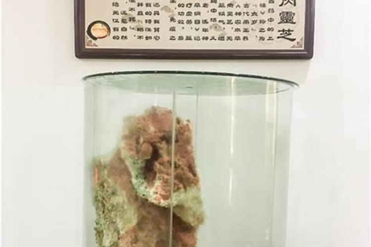 用水机水泡太岁,太岁变绿了,水机水没有问题!希望大家帮我解决!百度知 ...