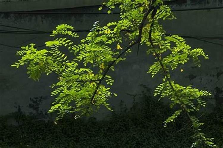 槐树命是什么意思？