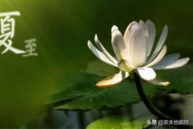 夏至节气有哪些传统习俗 夏至节气的禁忌事项