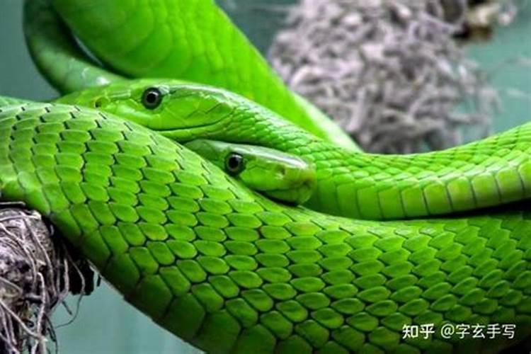白天做梦梦到蛇是什么意思 白天做梦梦到蛇的含义