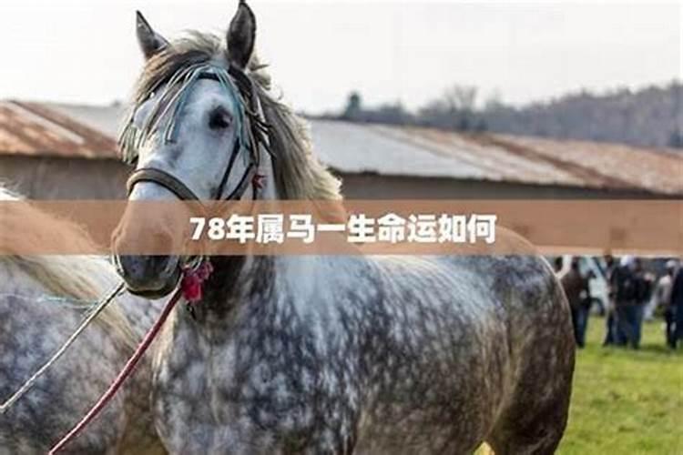 一辈子害属马的生肖