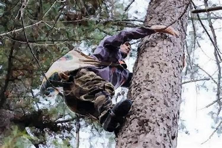 梦见从树上往下跳