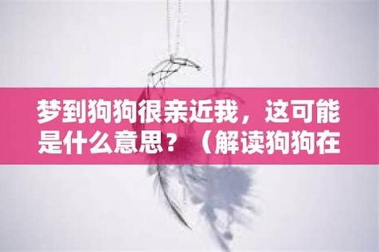 梦见狗狗对我特别亲热预兆什么 梦见狗狗对我特别亲热是什么意思百度知 ...