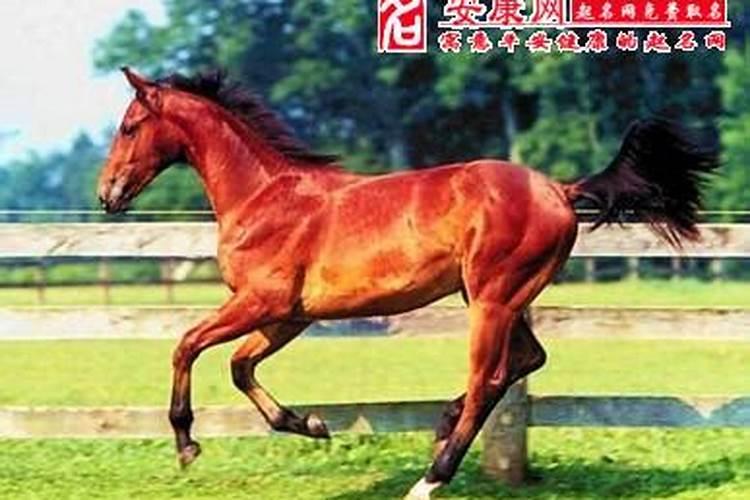周公解梦之梦见红马