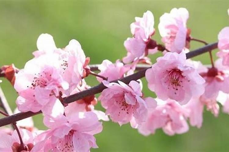 桃花很旺是什么意思!