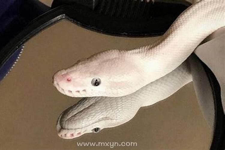 备孕梦见蛇然后怀孕了是真的吗