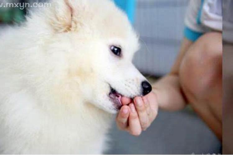 梦见狗咬自己的蛋子