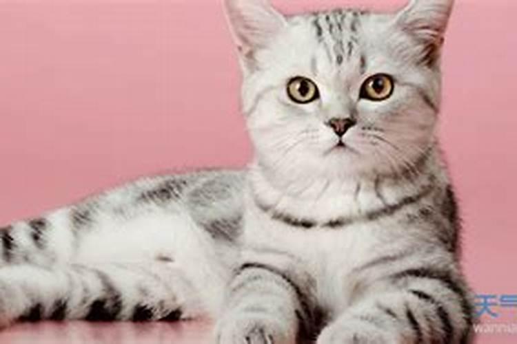 梦见死猫是什么意思周公解梦