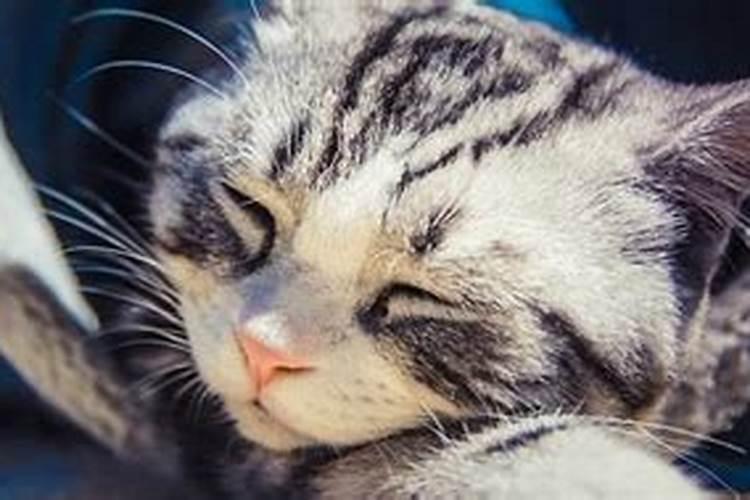 梦见猫死了的含义 梦到死猫什么意思