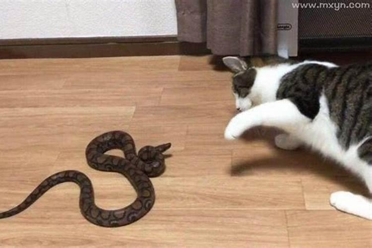梦见蛇和猫一起出现是什么意思