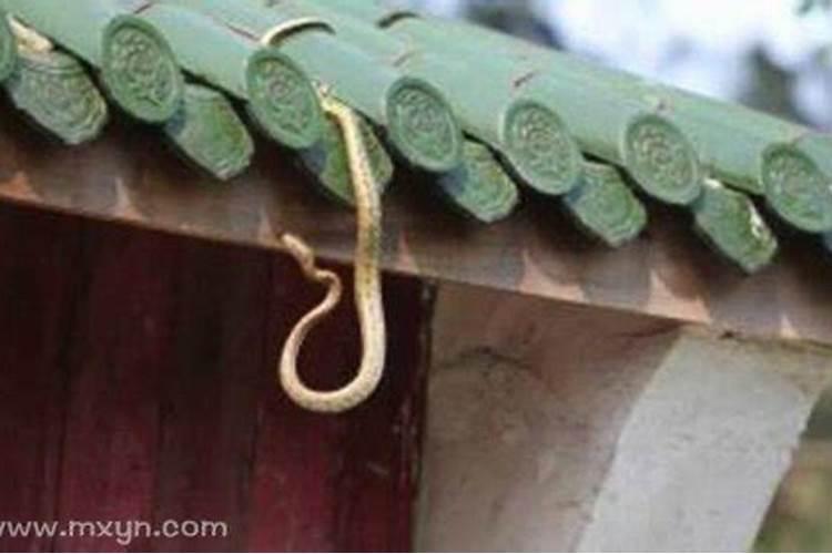 梦见小蛇进了家里然后把它赶了出去