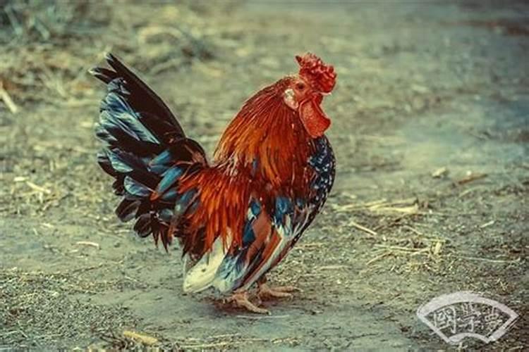 81年农历4月属鸡女什么时候能翻身转运