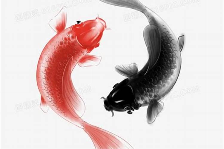 梦见鲤鱼一条黑色一条红生的预兆