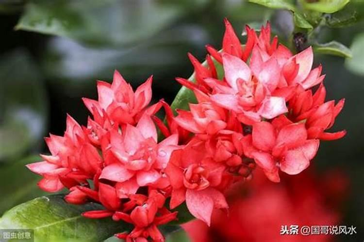 202o属狗鼠年运程及运势,八字看艺术天份