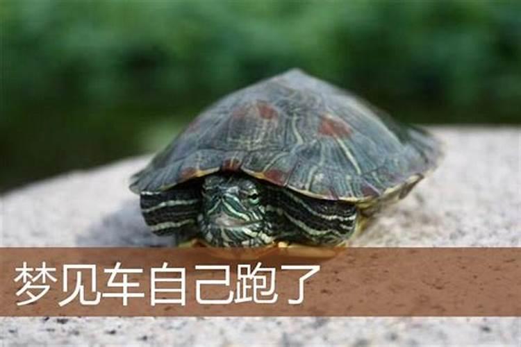 1980年2025年属猴的运势详解