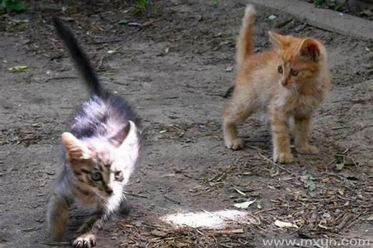 梦见被猫追追是什么意思？