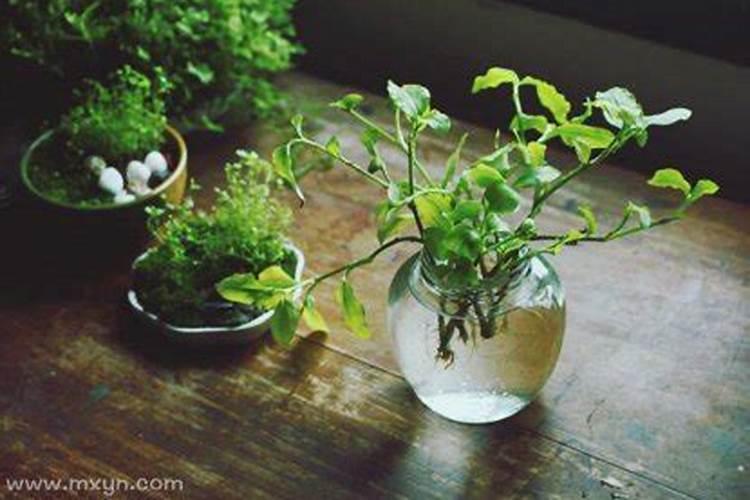 梦见绿色植物的预兆
