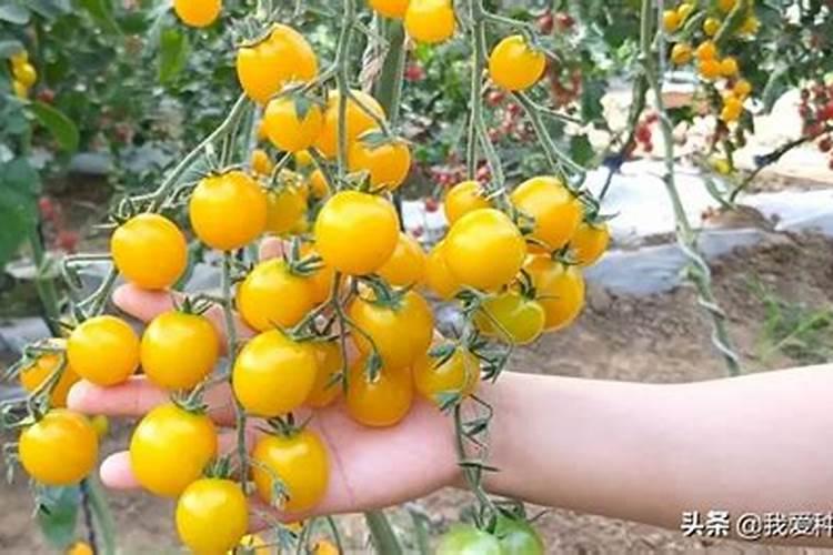 罗平菜花节什么时候？