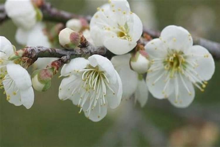 罗平油菜花节什么时候