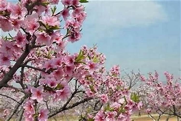 如何判断八字命带桃花？