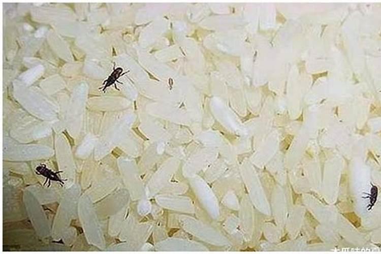 梦见大米生虫子是什么意思